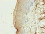 PLD4 Antibody in Immunohistochemistry (Paraffin) (IHC (P))