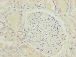 HOOK2 Polyclonal Antibody