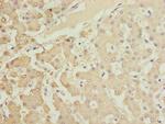 HOOK2 Antibody in Immunohistochemistry (Paraffin) (IHC (P))