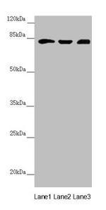 HOOK2 Antibody in Western Blot (WB)