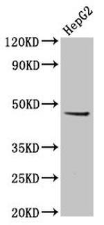EPSTI1 Antibody in Western Blot (WB)