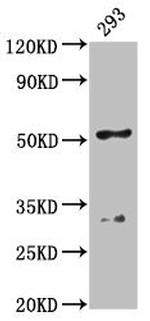 FIZ1 Antibody in Western Blot (WB)