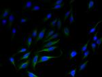 SLC35F5 Polyclonal Antibody