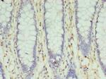 SLC35F5 Antibody in Immunohistochemistry (Paraffin) (IHC (P))