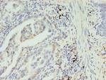 SLC35F5 Antibody in Immunohistochemistry (Paraffin) (IHC (P))