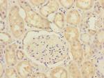 SCFD1 Antibody in Immunohistochemistry (Paraffin) (IHC (P))