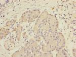 SCFD1 Polyclonal Antibody