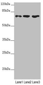 SCFD1 Antibody in Western Blot (WB)