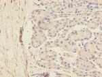SCFD1 Polyclonal Antibody