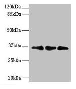 RQCD1 Antibody in Western Blot (WB)