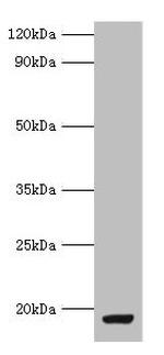 C19orf10 Antibody in Western Blot (WB)