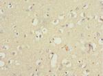 QKI Antibody in Immunohistochemistry (Paraffin) (IHC (P))