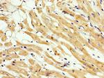 CNNM3 Antibody in Immunohistochemistry (Paraffin) (IHC (P))