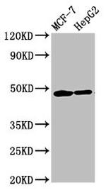 CNNM3 Antibody in Western Blot (WB)