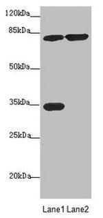 MTO1 Antibody in Western Blot (WB)