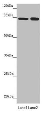 NELL1 Antibody in Western Blot (WB)