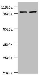 GCC1 Antibody in Western Blot (WB)