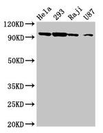 MASTL Antibody in Western Blot (WB)