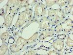 DNAJC30 Antibody in Immunohistochemistry (Paraffin) (IHC (P))