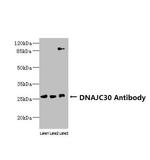 DNAJC30 Antibody in Western Blot (WB)