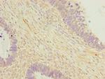 OTUD6B Antibody in Immunohistochemistry (Paraffin) (IHC (P))