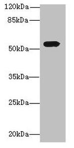 ICA1L Polyclonal Antibody