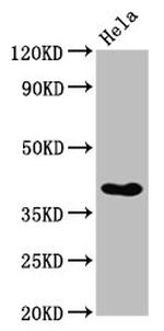Nkx2.3 Antibody in Western Blot (WB)