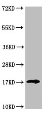 Galectin 14 Polyclonal Antibody