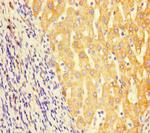 GCDH Polyclonal Antibody