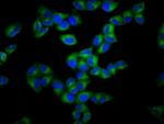 GSDMA Polyclonal Antibody