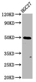 GSDMA Antibody in Western Blot (WB)