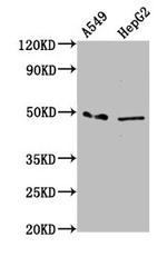 MFSD4 Antibody in Western Blot (WB)