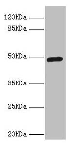 LILRB4 Polyclonal Antibody