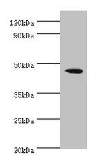 STK32A Antibody in Western Blot (WB)