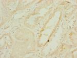 DNAJC19 Antibody in Immunohistochemistry (Paraffin) (IHC (P))