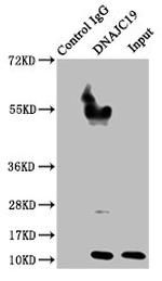 DNAJC19 Antibody in Western Blot (WB)