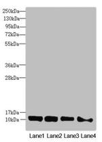 DNAJC19 Antibody in Western Blot (WB)