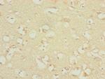 DNAJC19 Antibody in Immunohistochemistry (Paraffin) (IHC (P))