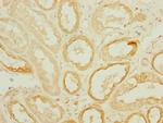 DNAJC19 Polyclonal Antibody