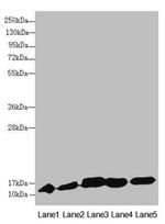 DNAJC19 Antibody in Western Blot (WB)