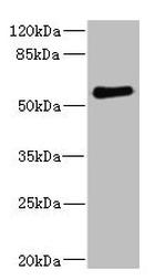 FCRL2 Antibody in Western Blot (WB)