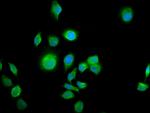 ALS2CR12 Antibody in Immunocytochemistry (ICC/IF)