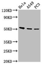 ALS2CR12 Antibody in Western Blot (WB)