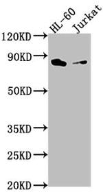 ELMO1 Polyclonal Antibody