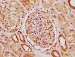 SLCO2A1 Antibody in Immunohistochemistry (Paraffin) (IHC (P))