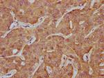 SLCO2A1 Antibody in Immunohistochemistry (Paraffin) (IHC (P))