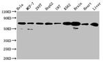 SLCO2A1 Antibody in Western Blot (WB)