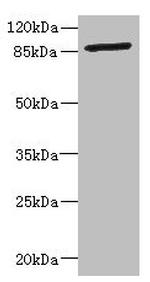 GFM2 Antibody in Western Blot (WB)