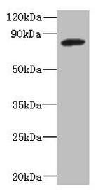 PBXIP1 Polyclonal Antibody