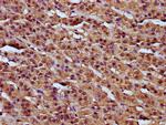 RCN3 Polyclonal Antibody